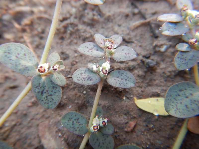 Euphorbia taluticola photo 2