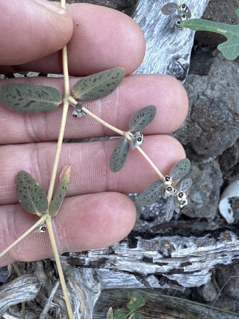 Euphorbia taluticola photo 3