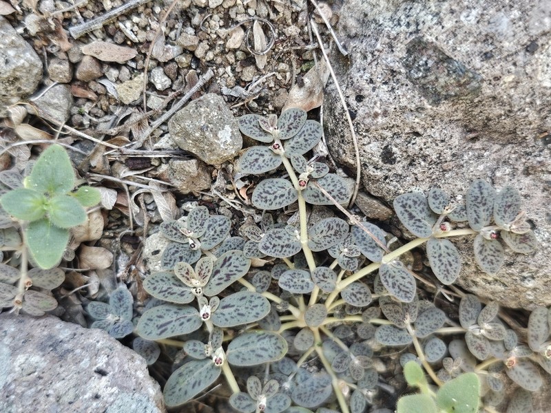 Euphorbia taluticola photo 4