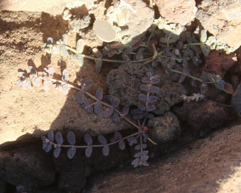 Euphorbia taluticola photo 5