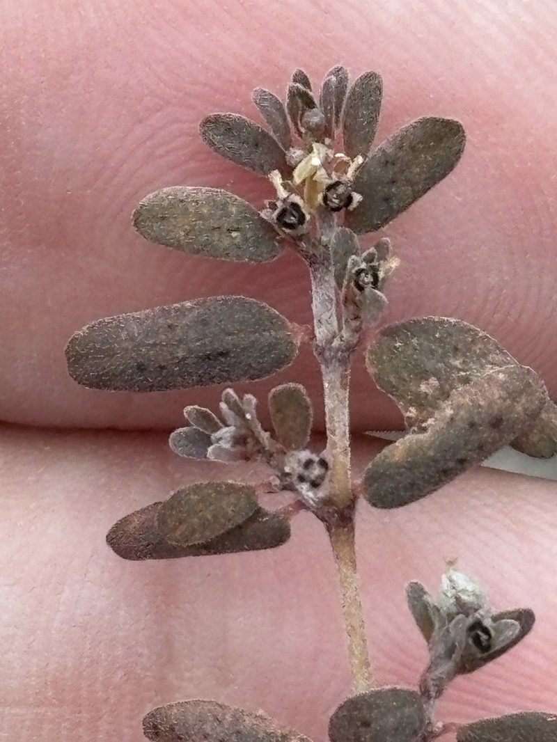 Euphorbia taluticola photo 7