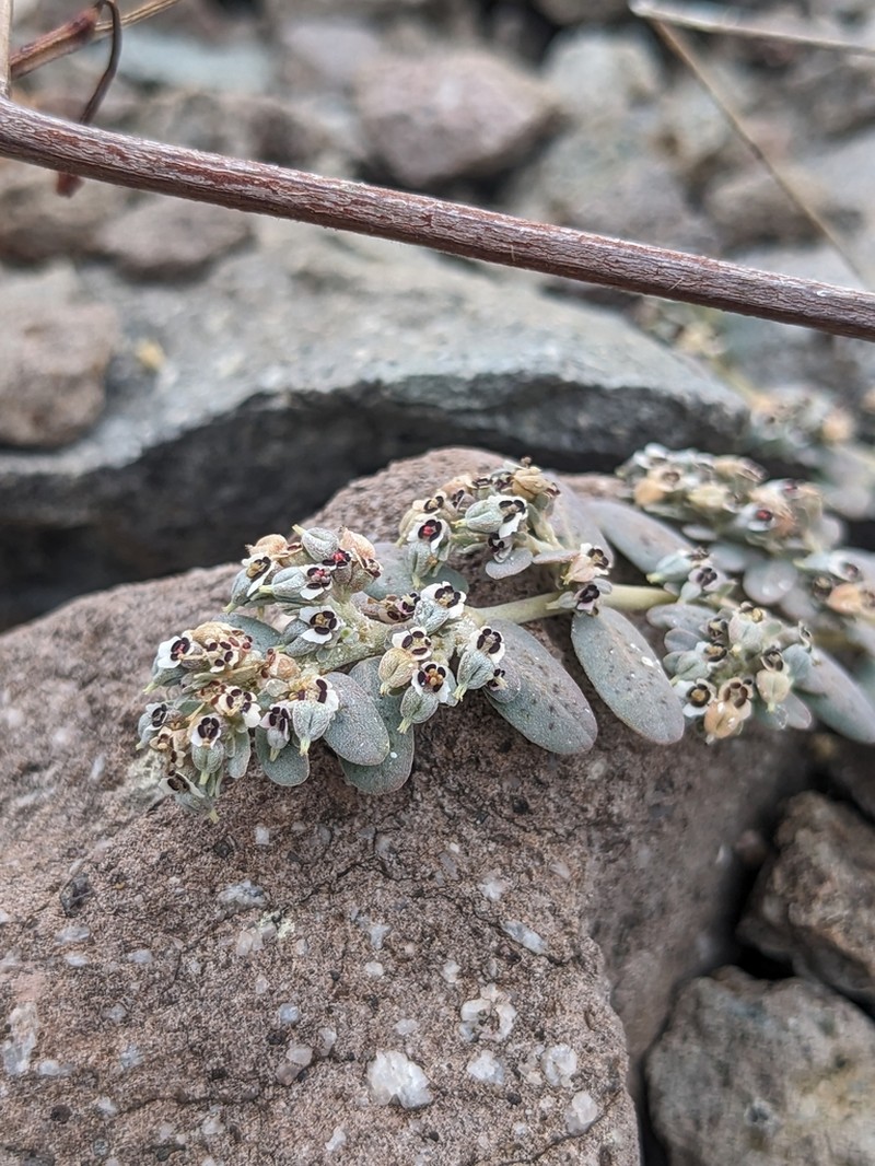 Euphorbia taluticola photo 8