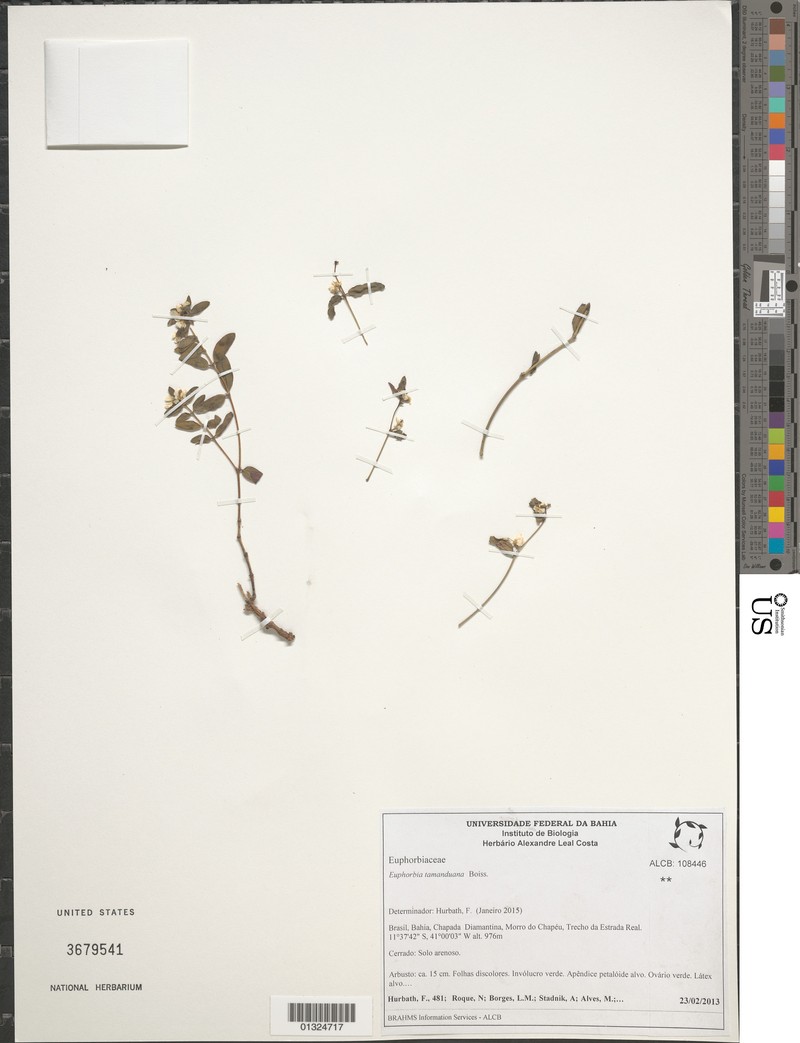 Euphorbia tamanduana
