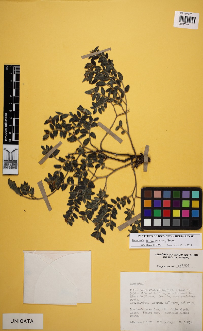 Euphorbia tamanduana photo 2