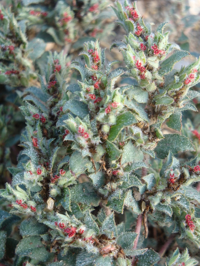 Euphorbia tamaulipasana