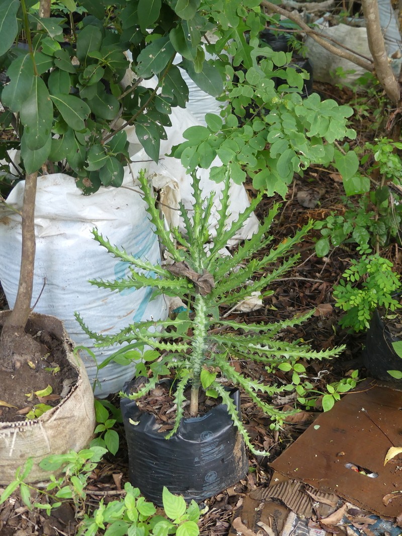 Euphorbia tanaensis