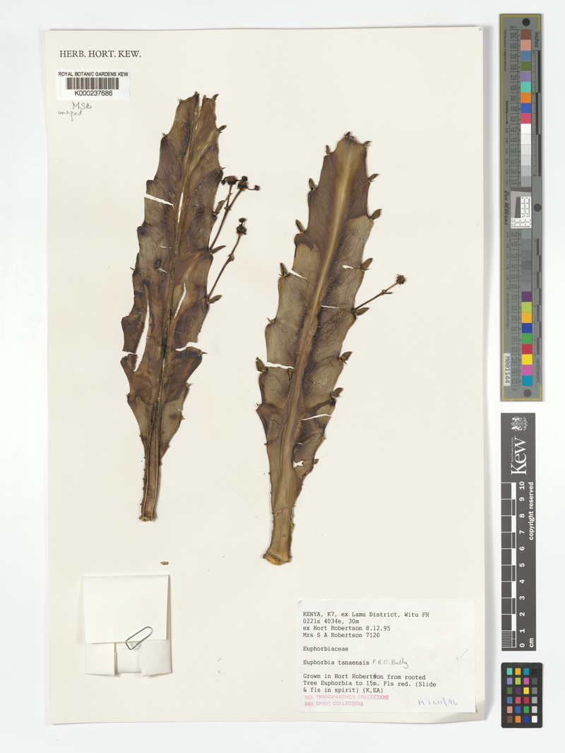 Euphorbia tanaensis photo 4