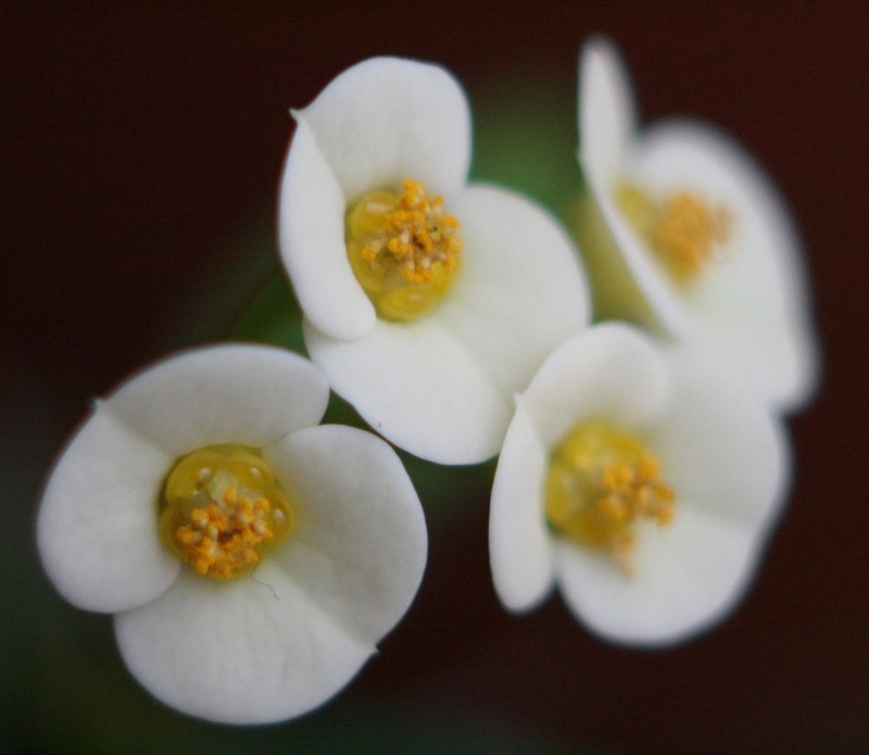 Euphorbia tananarivae