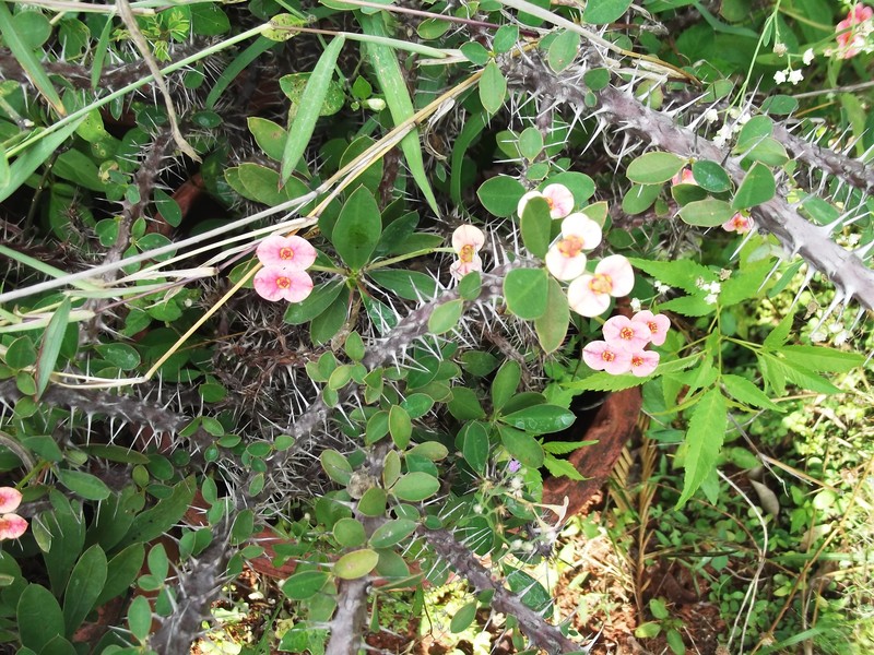 Euphorbia tananarivae photo 2
