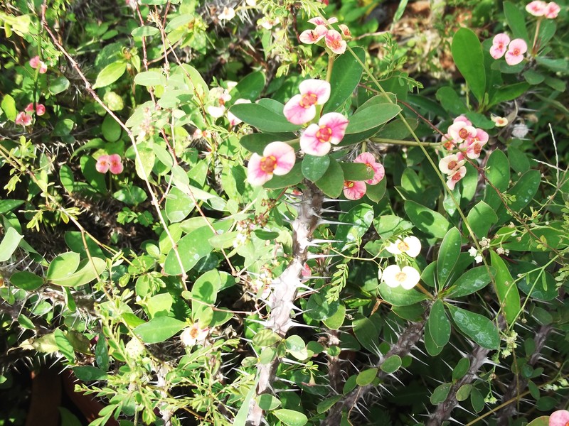 Euphorbia tananarivae photo 3