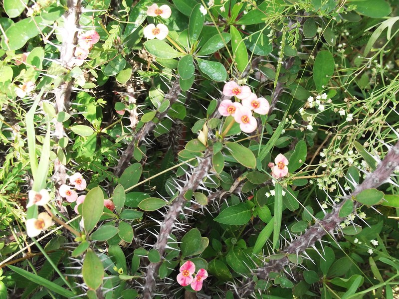 Euphorbia tananarivae photo 4