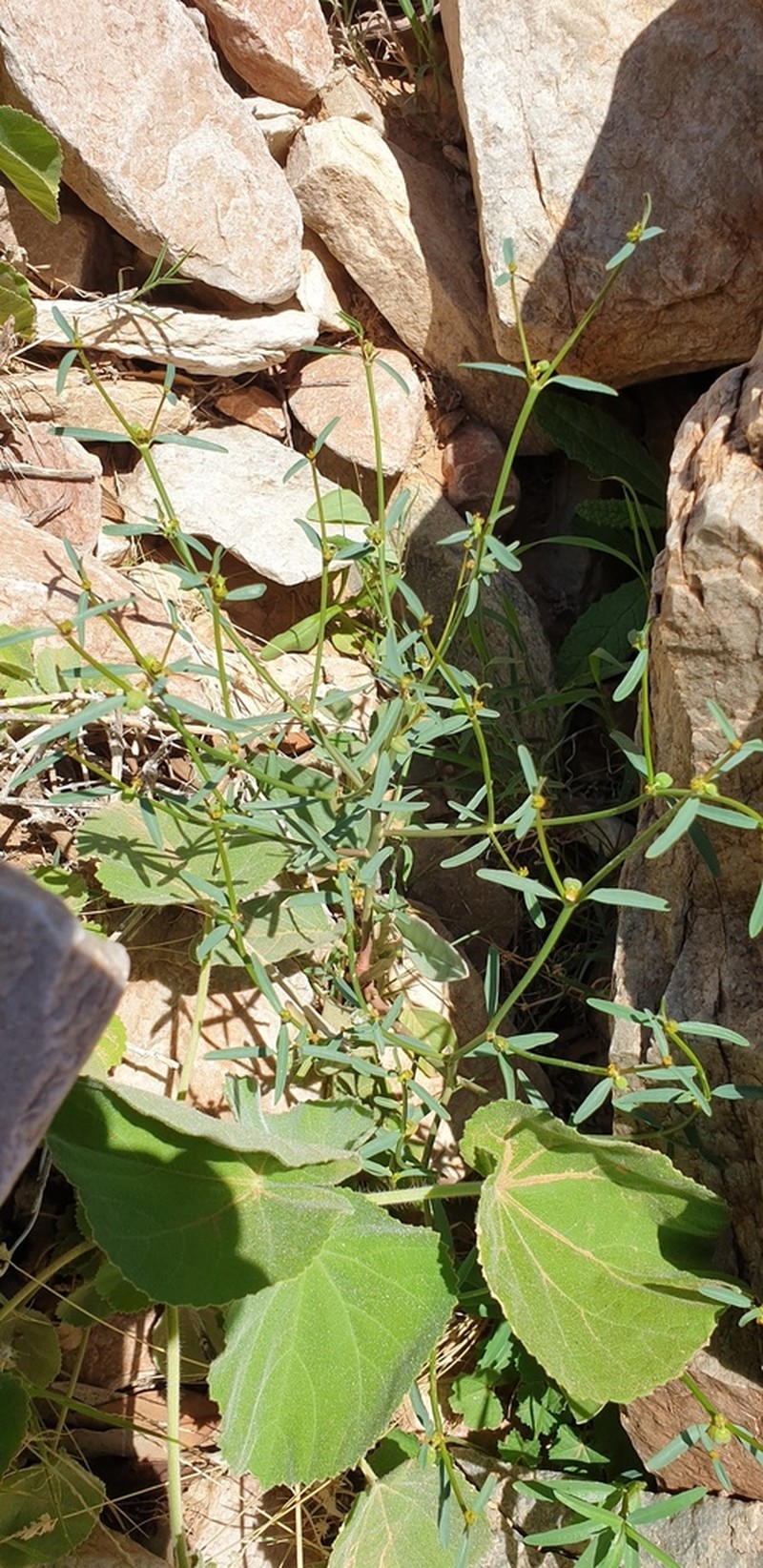 Euphorbia tannensis photo 2