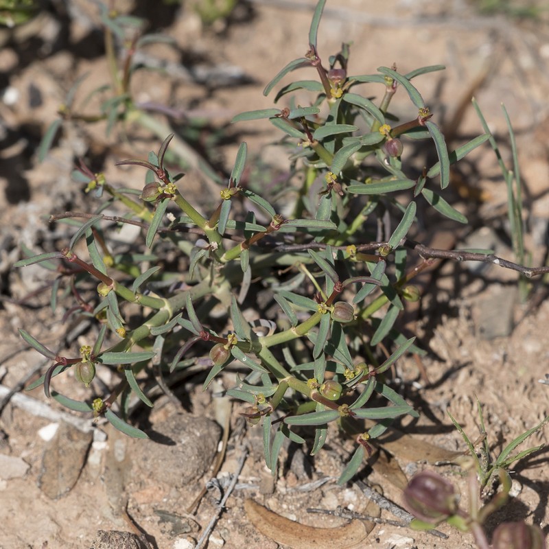Euphorbia tannensis photo 3