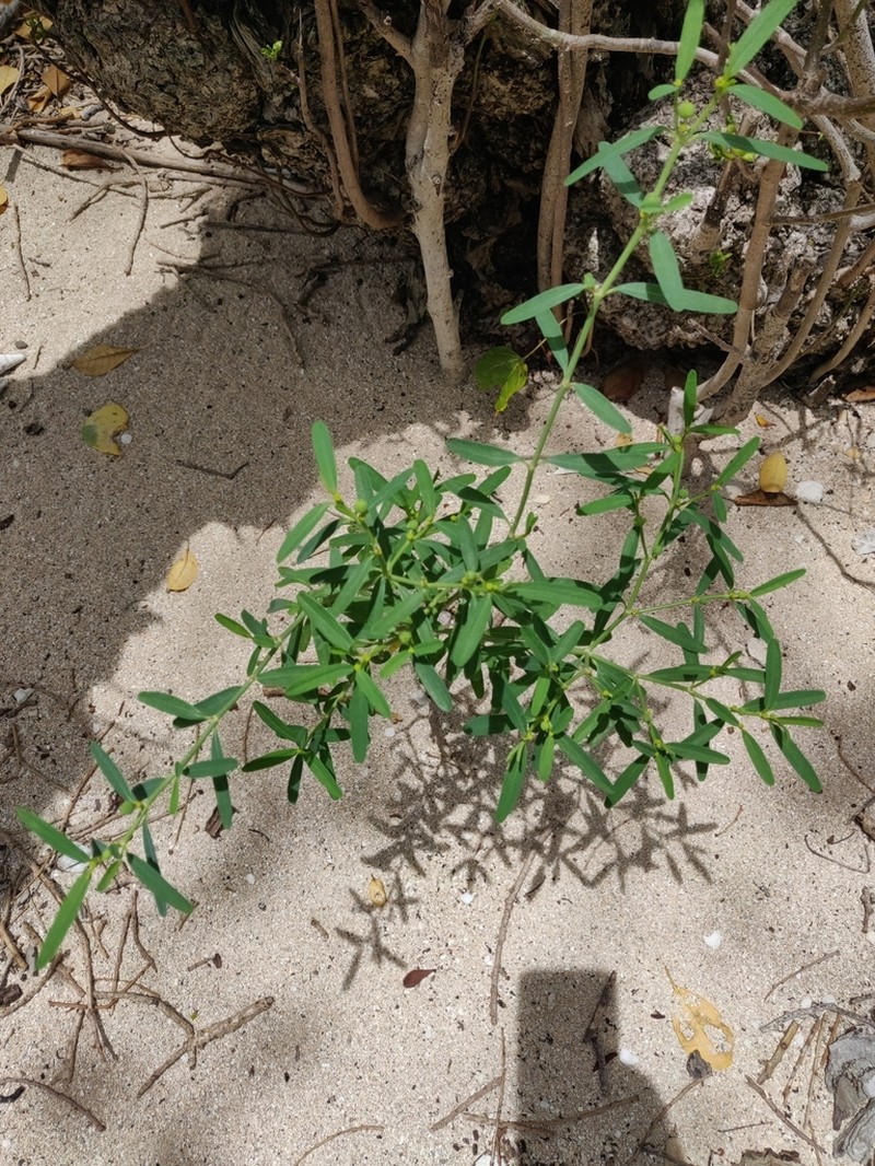 Euphorbia tannensis photo 4
