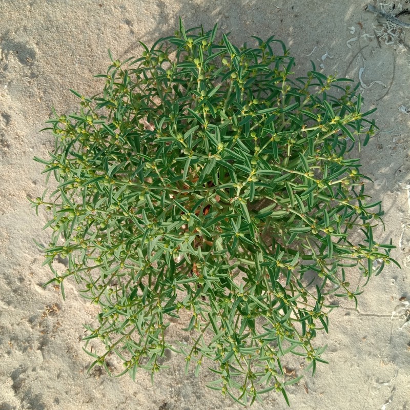 Euphorbia tannensis photo 5