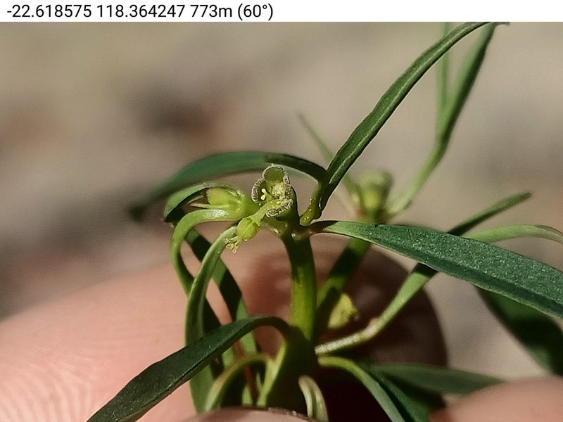 Euphorbia tannensis photo 6
