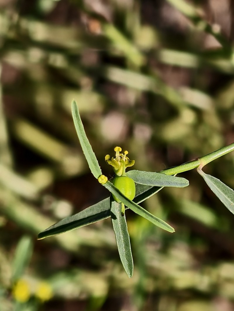 Euphorbia tannensis photo 7