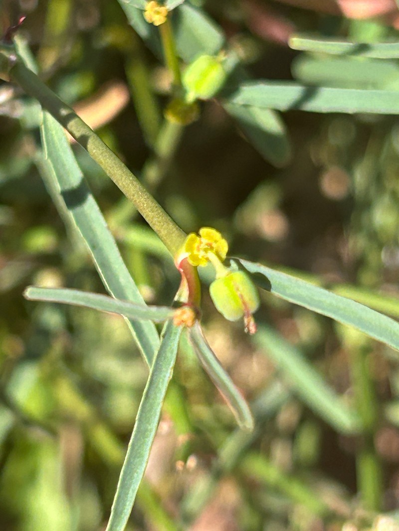 Euphorbia tannensis photo 8