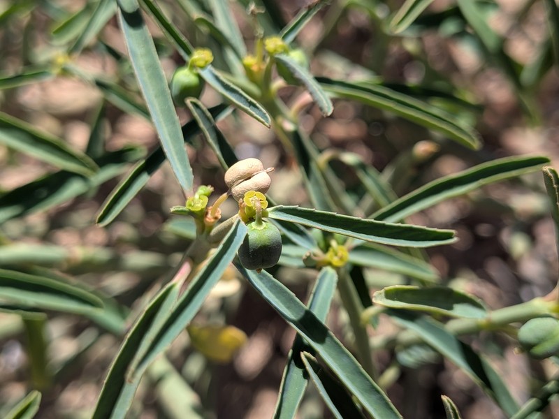 Euphorbia tannensis subsp. eremophila