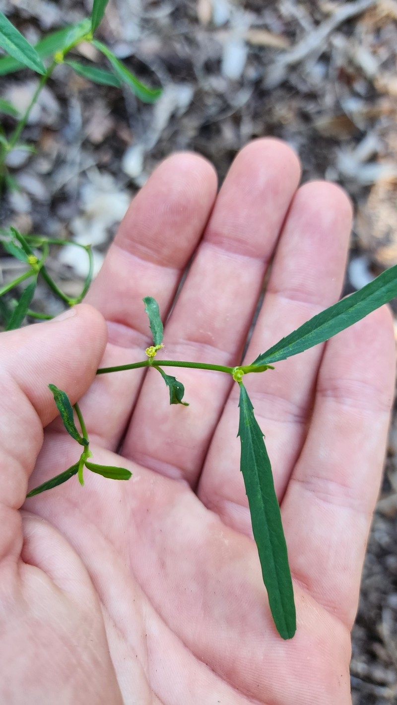Euphorbia tannensis subsp. eremophila photo 2