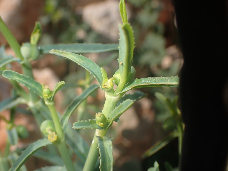 Euphorbia tannensis subsp. eremophila photo 3