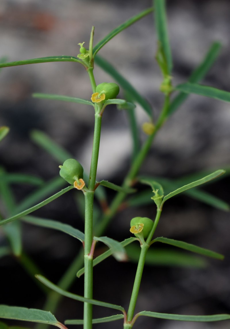 Euphorbia tannensis subsp. eremophila photo 4
