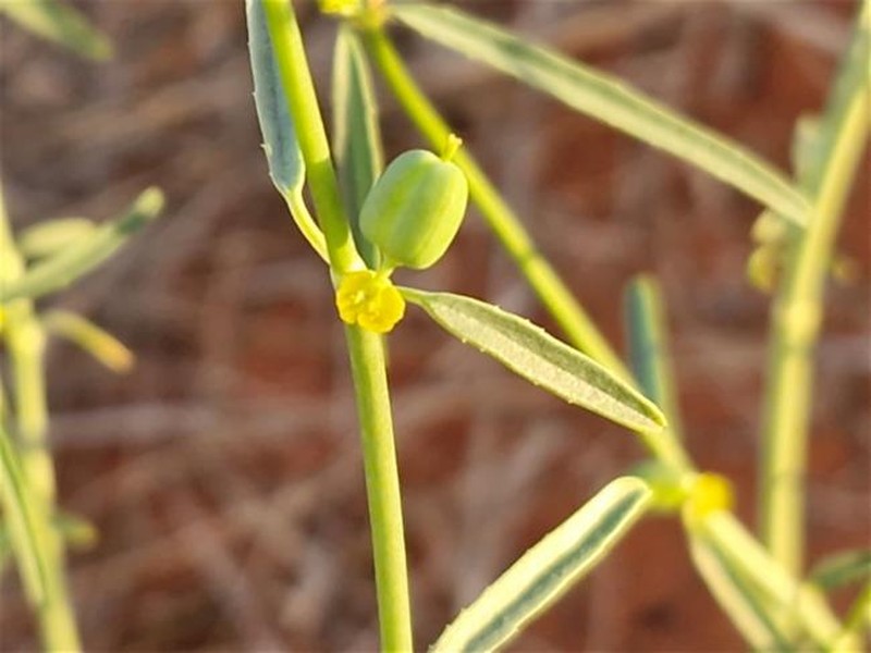 Euphorbia tannensis subsp. eremophila photo 5
