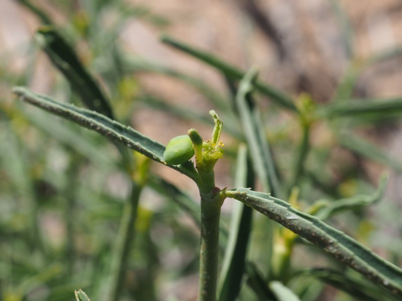 Euphorbia tannensis subsp. eremophila photo 6