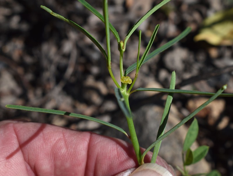 Euphorbia tannensis subsp. eremophila photo 7