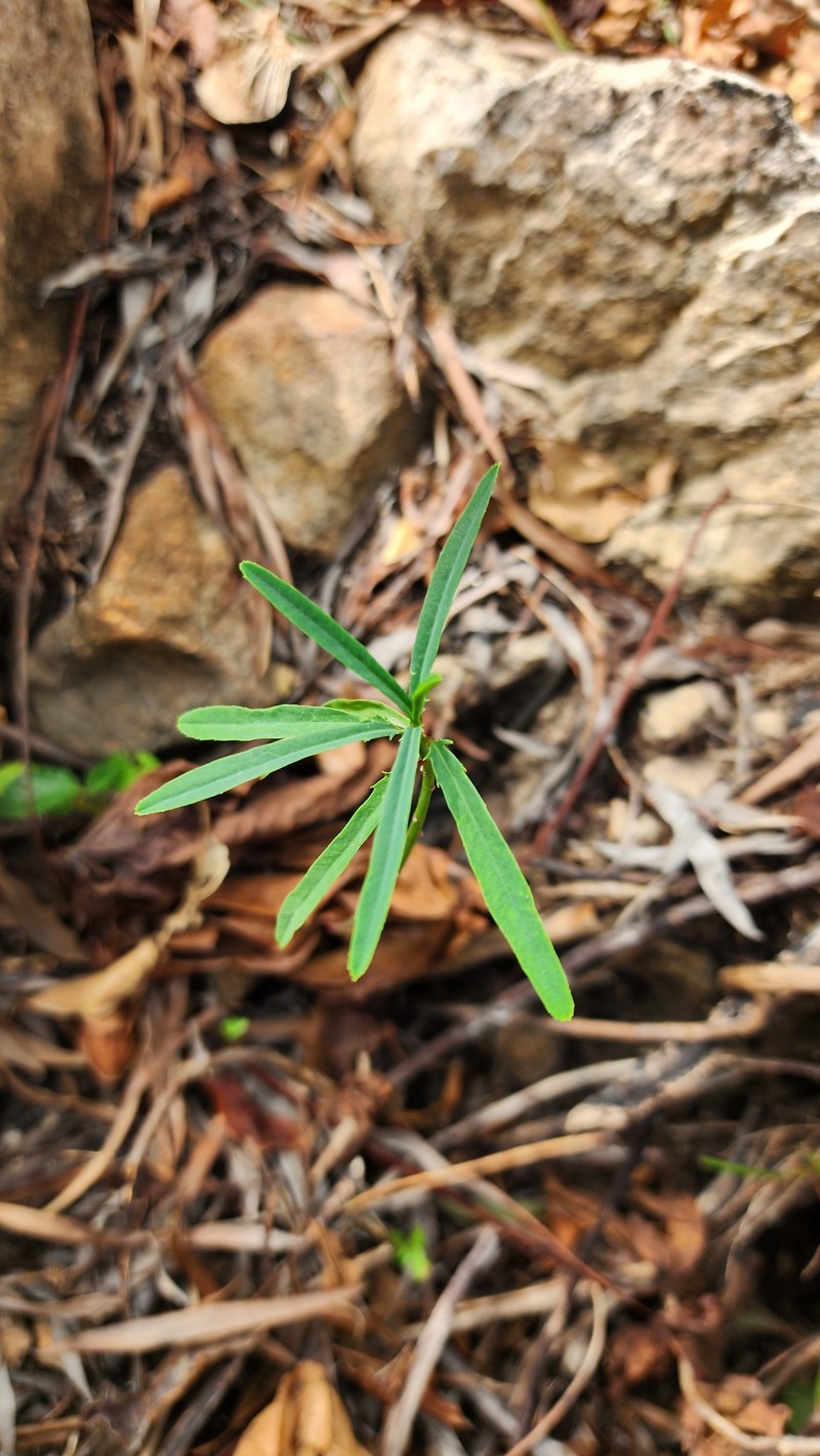 Euphorbia tannensis subsp. tannensis