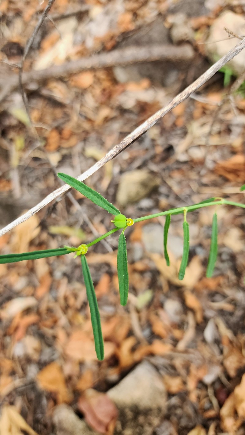 Euphorbia tannensis subsp. tannensis photo 2