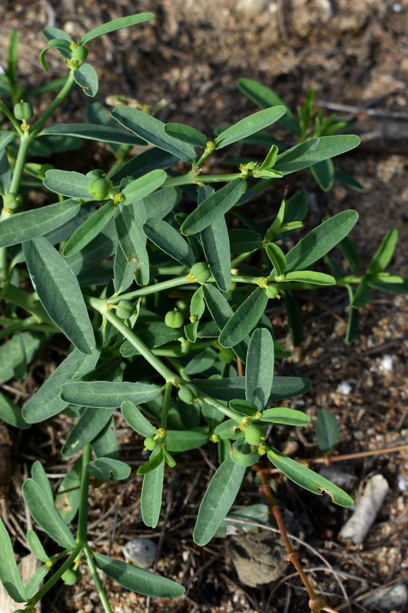 Euphorbia tannensis subsp. tannensis photo 3