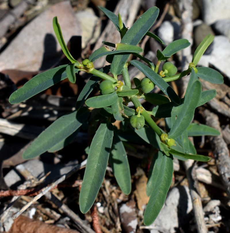 Euphorbia tannensis subsp. tannensis photo 4
