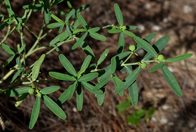 Euphorbia tannensis subsp. tannensis photo 5