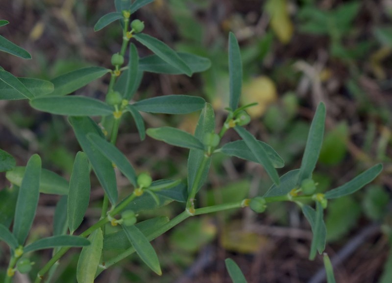 Euphorbia tannensis subsp. tannensis photo 6