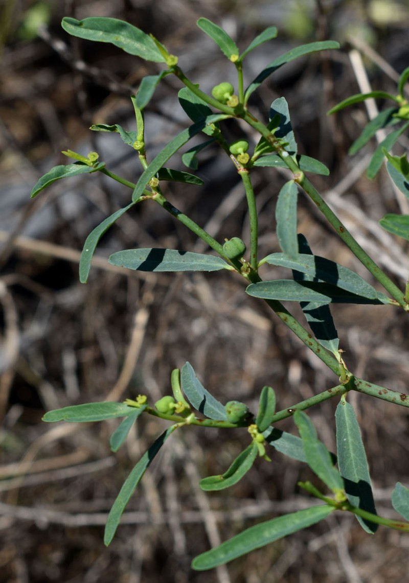 Euphorbia tannensis subsp. tannensis photo 7