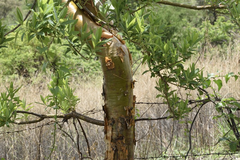 Euphorbia tanquahuete