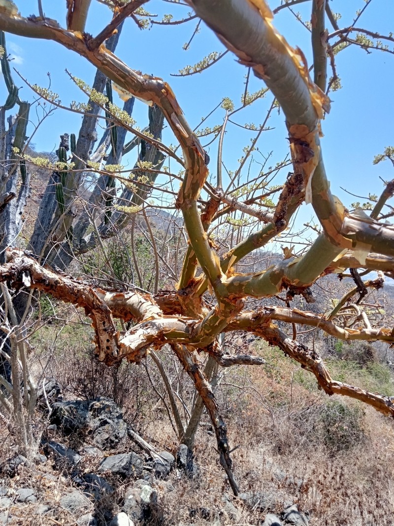 Euphorbia tanquahuete photo 2