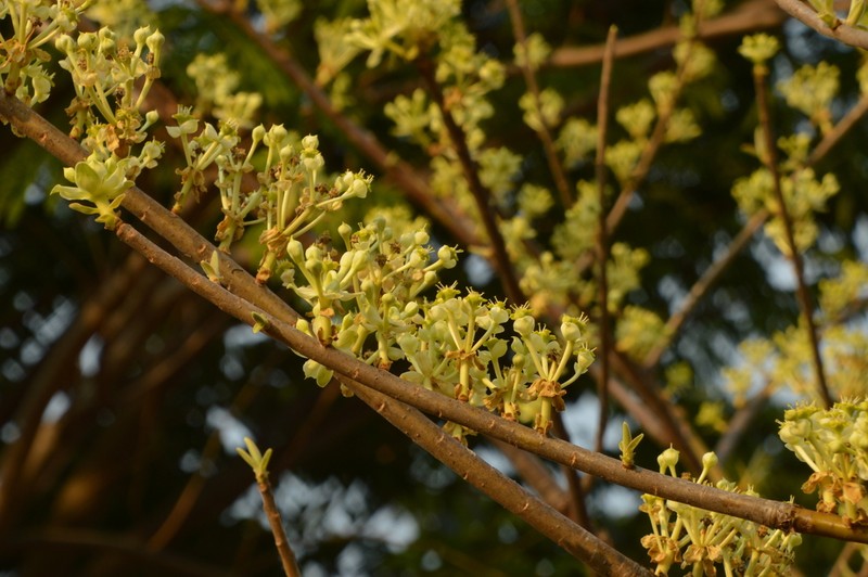 Euphorbia tanquahuete photo 4