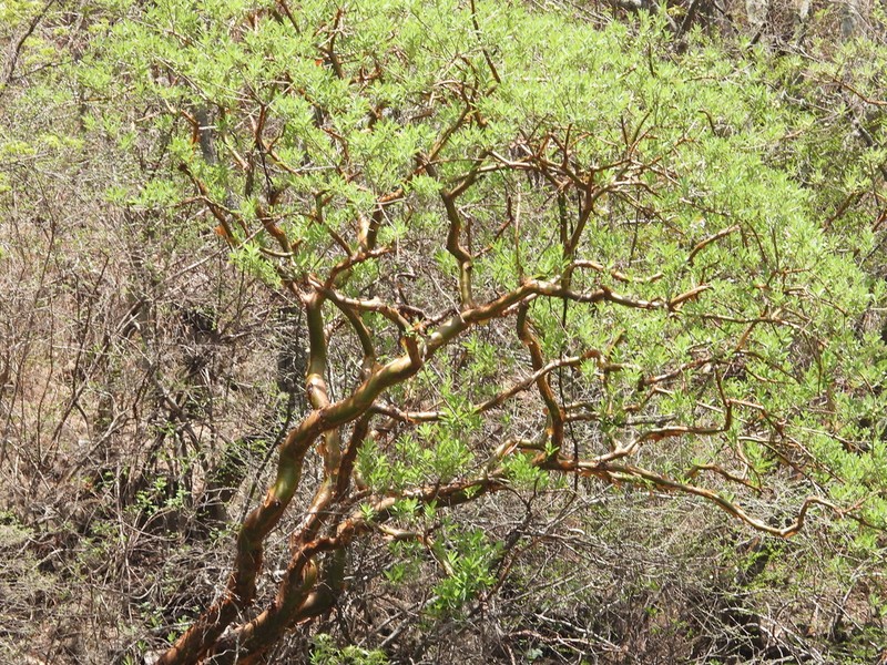 Euphorbia tanquahuete photo 5