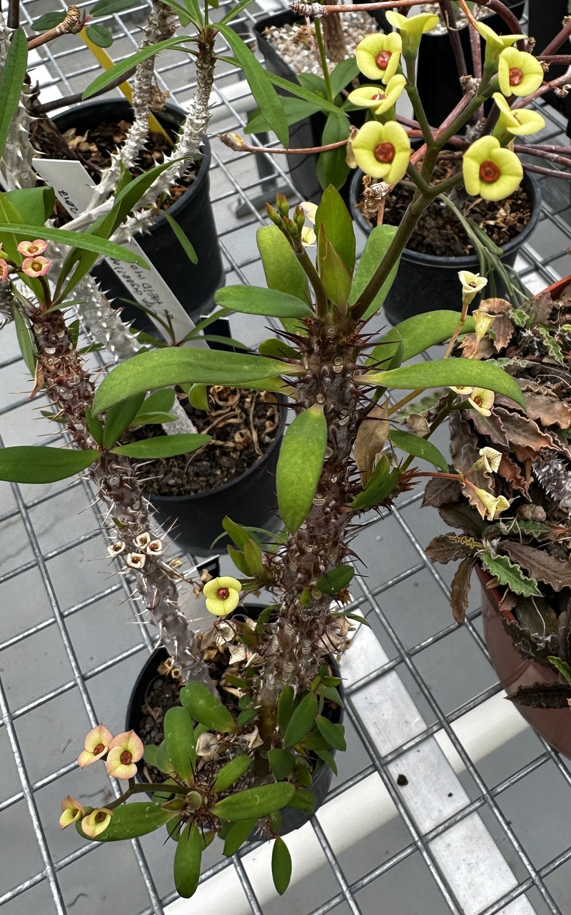 Euphorbia tardieuana