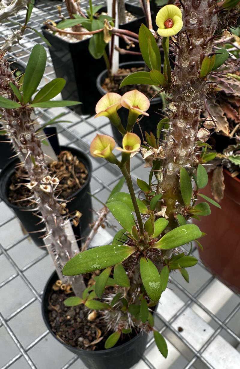 Euphorbia tardieuana photo 2