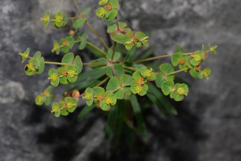 Euphorbia tarokoensis