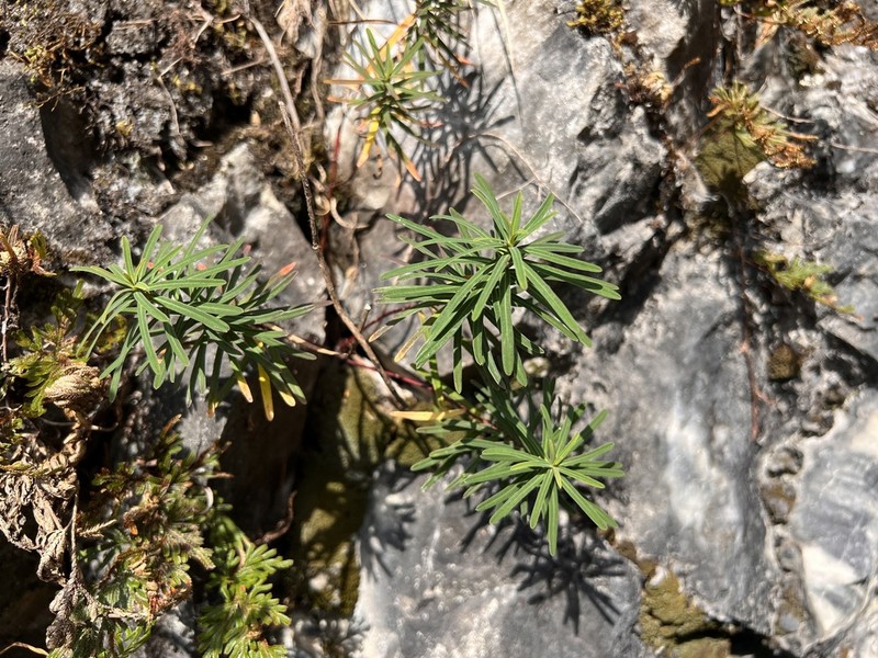 Euphorbia tarokoensis photo 2