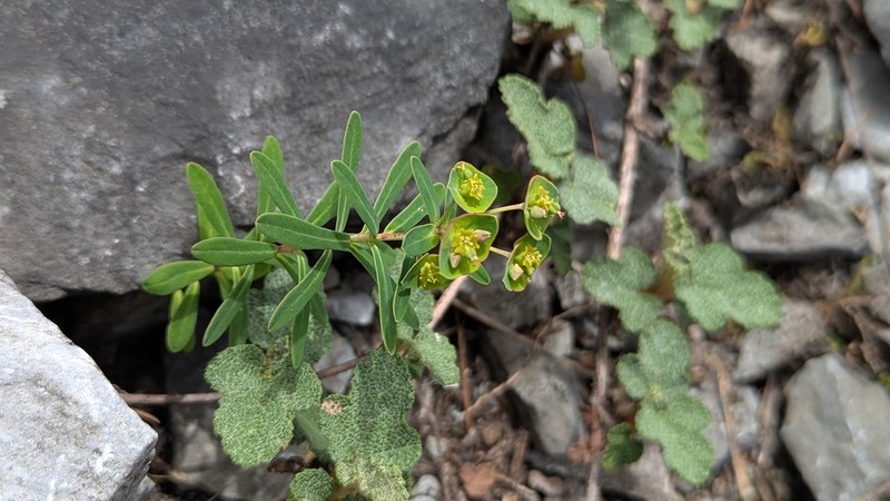 Euphorbia tarokoensis photo 3