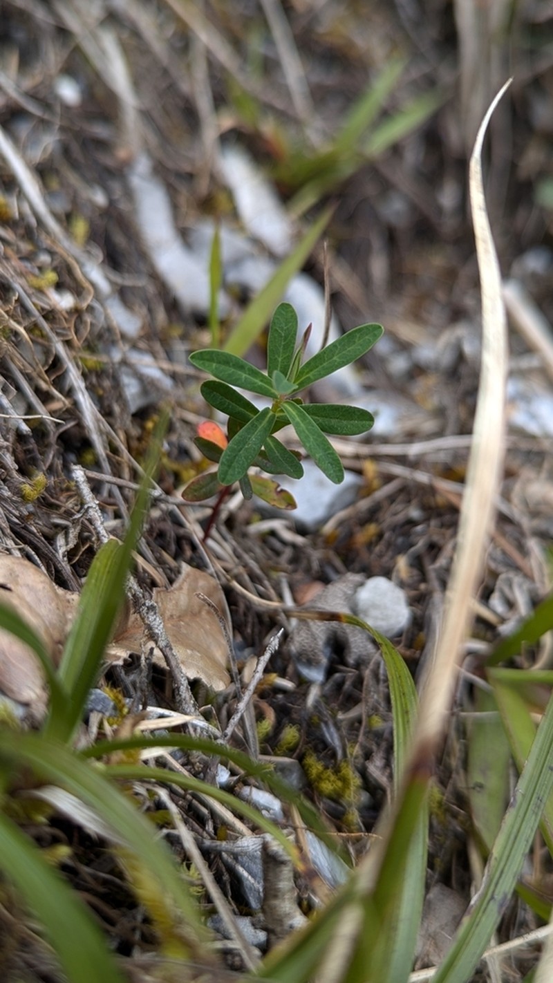 Euphorbia tarokoensis photo 4