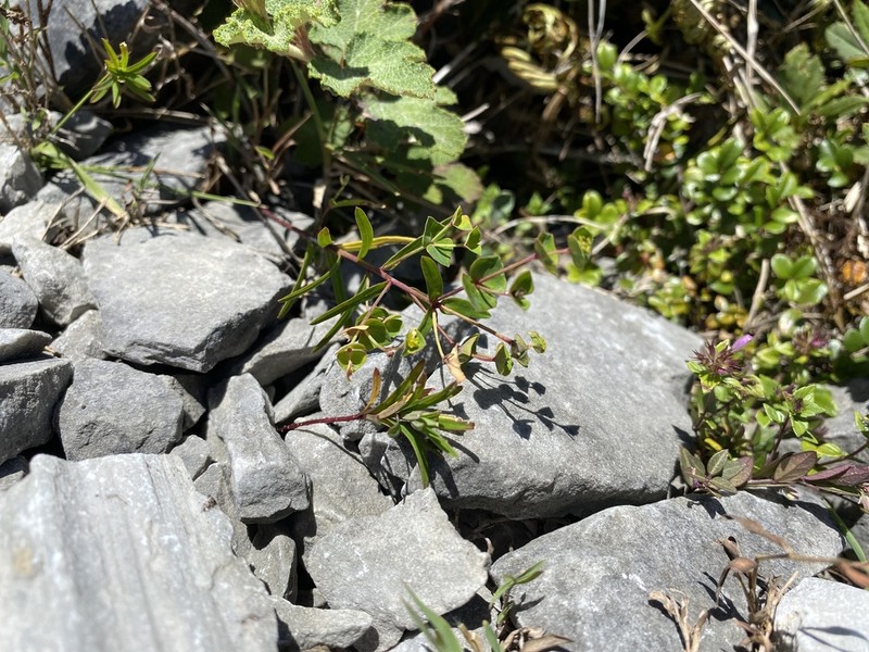 Euphorbia tarokoensis photo 5