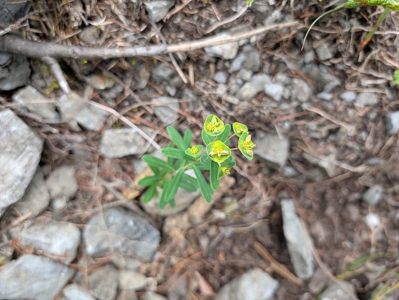 Euphorbia tarokoensis photo 6