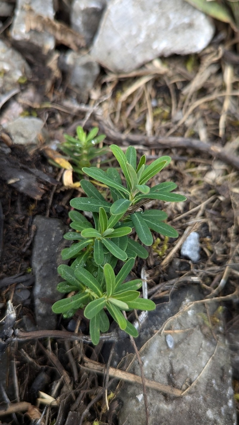 Euphorbia tarokoensis photo 7