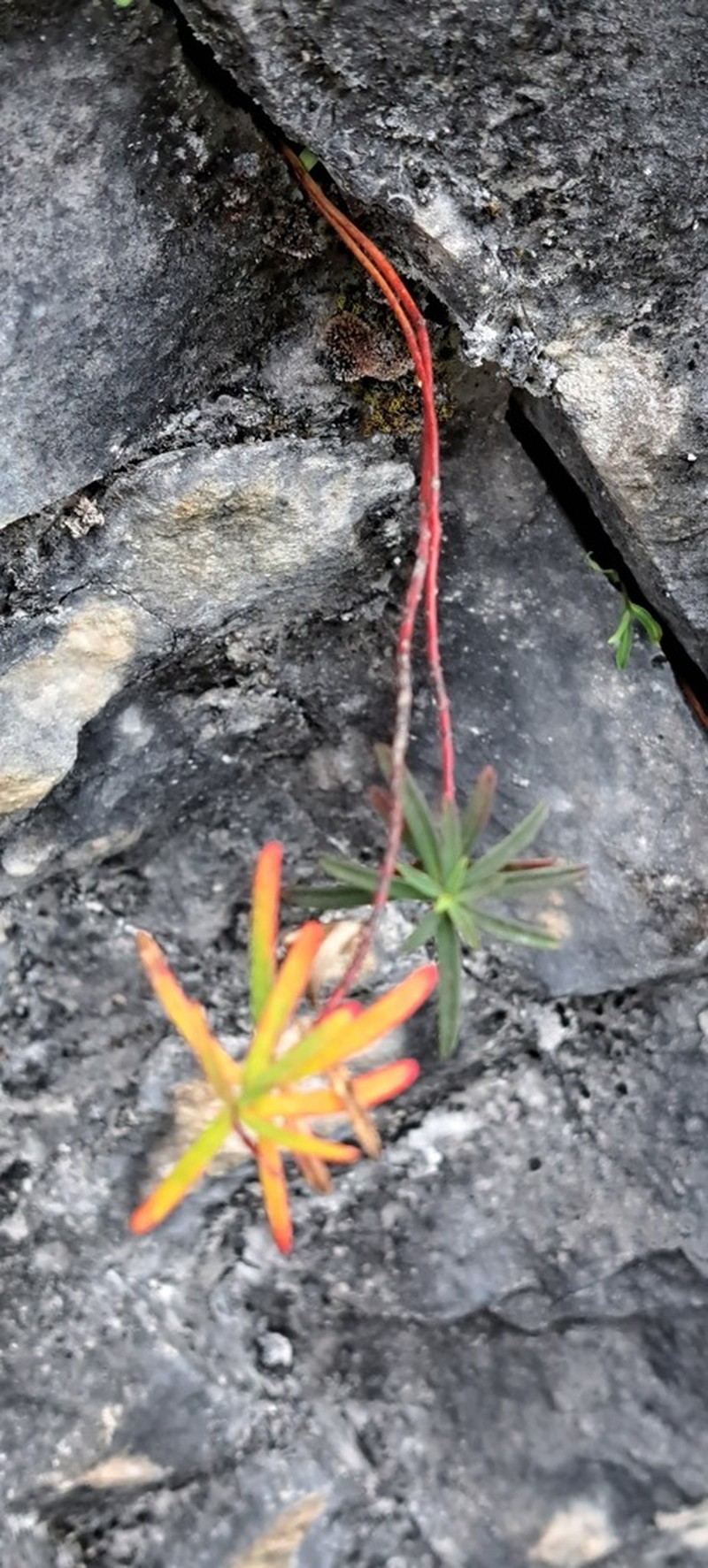 Euphorbia tarokoensis photo 8